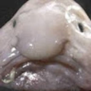 Meet your Posher, Blobfiosh